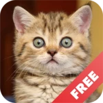 Logo of Cat sounds - play with cats android Application 