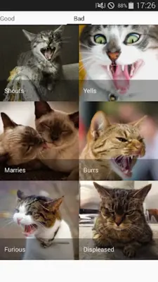 Cat sounds - play with cats android App screenshot 0