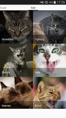 Cat sounds - play with cats android App screenshot 1